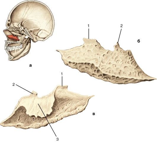 Сошник кость. Носовая раковина анатомия кость. Нижняя носовая раковина, сошник ,носовая кость. Нижняя носовая раковина (Concha Nasalis inferior). Нижняя носовая раковина, слезная кость,сошник,носовая кость.